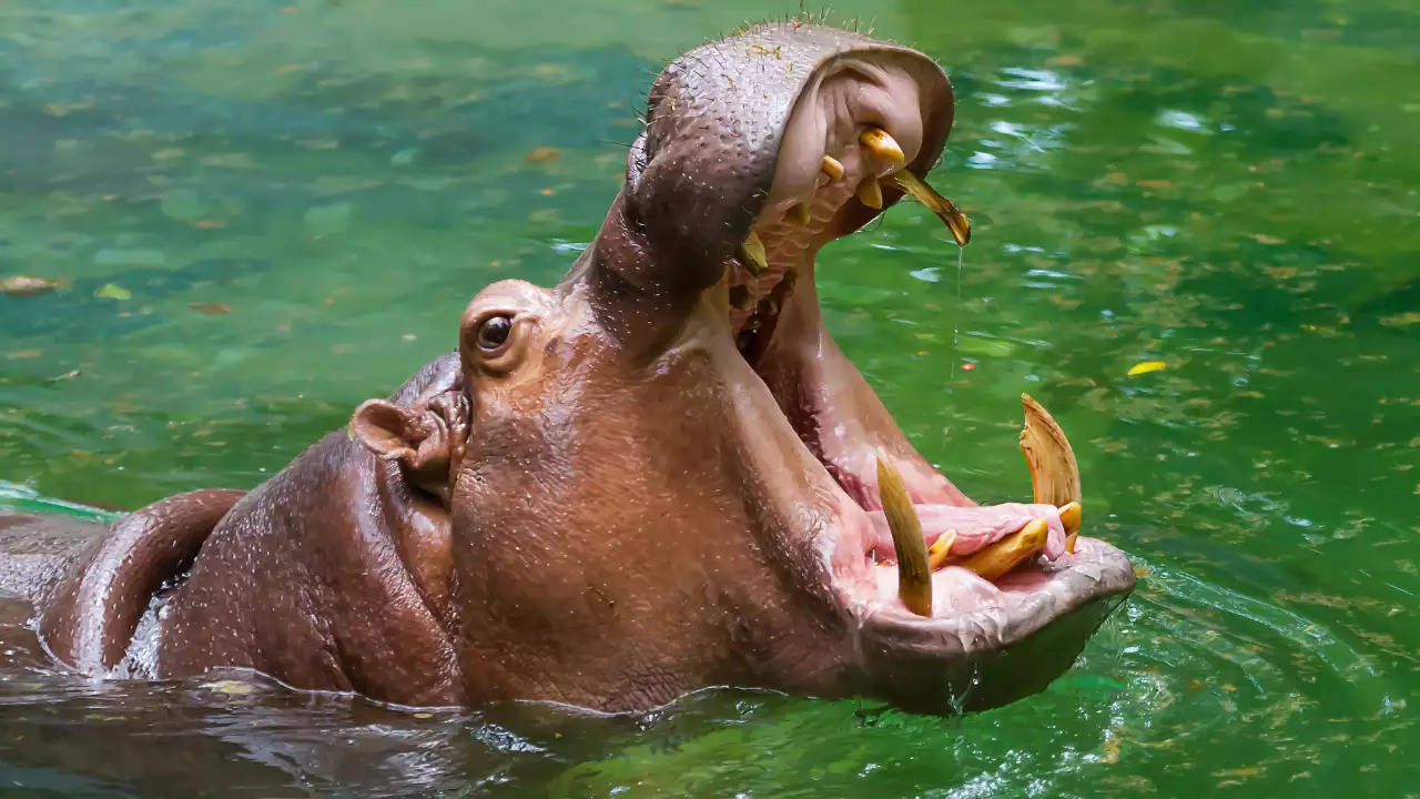 Hippopotamus swallows '2-year-old boy' in shocking attack, know what happened next