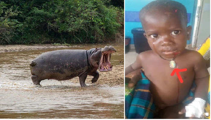 Hippopotamus swallows '2-year-old boy' in shocking attack, know what happened next3